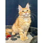 Мейн кун котенок