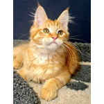 Мейн кун котенок