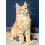 Мейн кун котенок