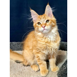 Мейн кун котенок