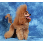 Пуделя щенок той рыжий АЙВЕНГО