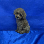 Пуделя щенок той рыжий АЙВЕНГО