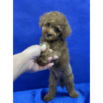 Пуделя щенок той рыжий АЙВЕНГО