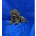 Пуделя щенок той рыжий АЙВЕНГО