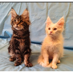 Мейн Кун котята