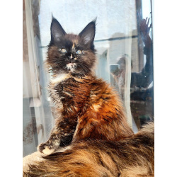 Мейн Кун котята