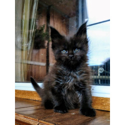 Мейн кун черный котик