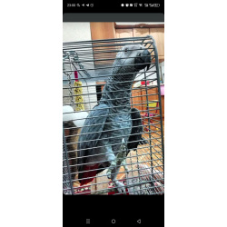 Попугай Жако