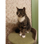 Очень спокойная кошечка Адель в добрые руки