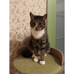 Очень спокойная кошечка Адель в добрые руки