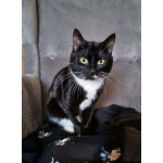 Чудесный котик Марсель ищет любящих хозяев!