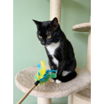 Чудесный котик Марсель ищет любящих хозяев!