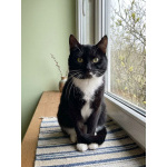 Чудесный котик Марсель ищет любящих хозяев!