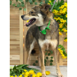 Всегда всем довольный небольшой пёсик