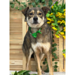 Всегда всем довольный небольшой пёсик