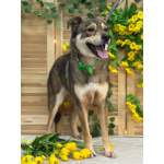 Всегда всем довольный небольшой пёсик