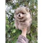 Щенок померанского шпица: соболиный окрас и мордочка, как у енота!
