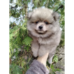 Щенок померанского шпица: соболиный окрас и мордочка, как у енота!