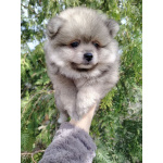 Щенок померанского шпица: соболиный окрас и мордочка, как у енота!