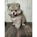 Щенок померанского шпица: соболиный окрас и мордочка, как у енота!