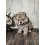 Щенок померанского шпица: соболиный окрас и мордочка, как у енота!