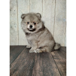 Щенок померанского шпица: соболиный окрас и мордочка, как у енота!