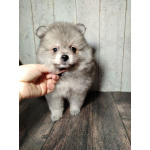 Щенок померанского шпица: соболиный окрас и мордочка, как у енота!