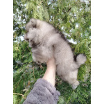 Щенок померанского шпица: соболиный окрас и мордочка, как у енота!