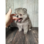 Щенок померанского шпица: соболиный окрас и мордочка, как у енота!