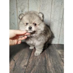 Щенок померанского шпица: соболиный окрас и мордочка, как у енота!