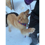 Мягкий и пушистый Лучик ищет дом!