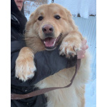 Мягкий и пушистый Лучик ищет дом!