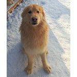 Мягкий и пушистый Лучик ищет дом!