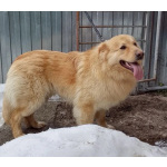 Мягкий и пушистый Лучик ищет дом!