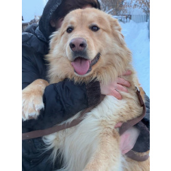 Мягкий и пушистый Лучик ищет дом!