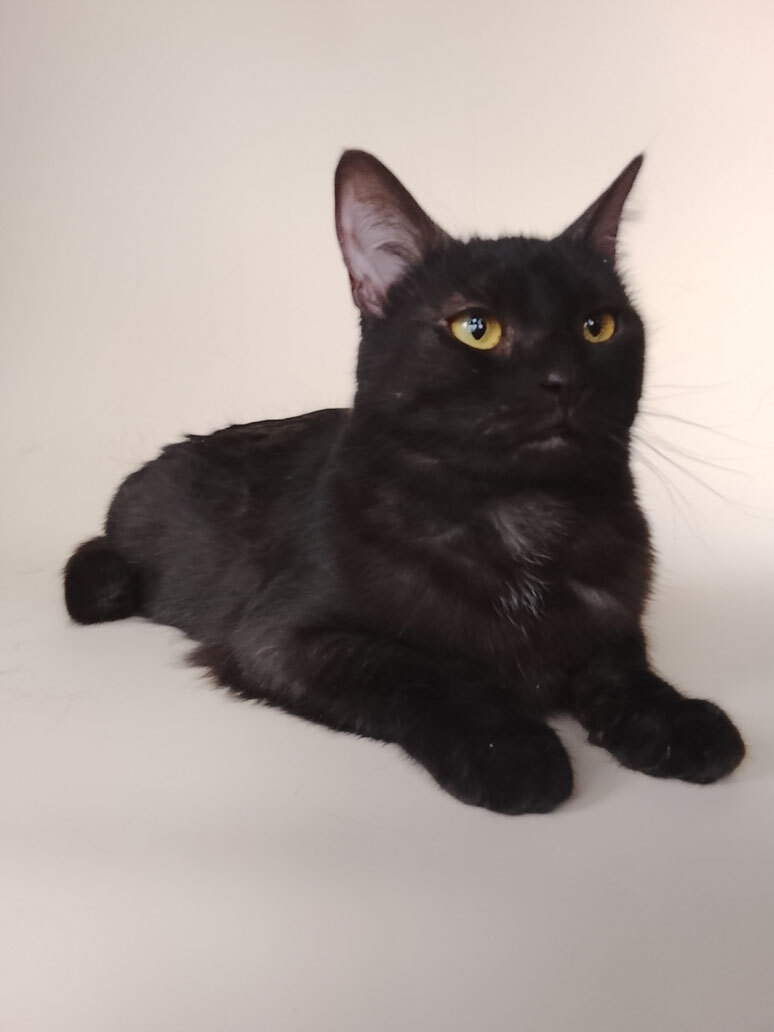 Сабрина ищет дом!