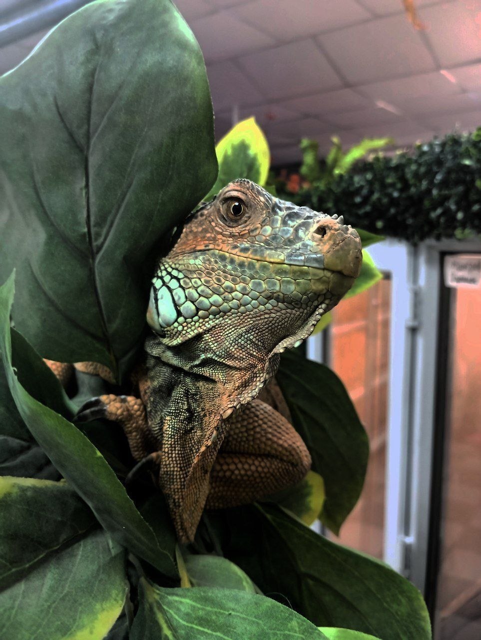 Красная игуана