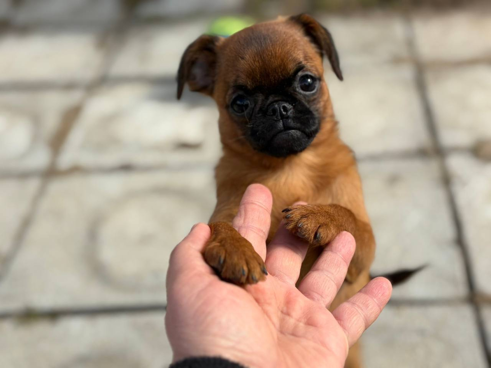 Пти брабансон девочка, апрель 2026