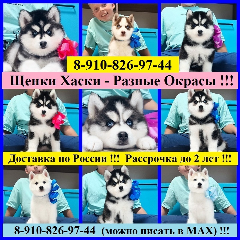 Щенки Хаски Разных Окрасов