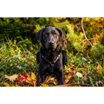 Зорро 3,5 года. ищет семью.