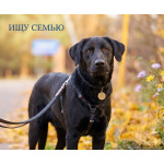 Зорро 3,5 года. ищет семью.