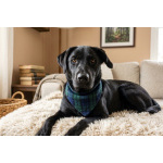 Зорро 3,5 года. ищет семью.