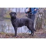 Зорро 3,5 года. ищет семью.