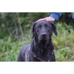 Зорро 3,5 года. ищет семью.