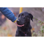 Зорро 3,5 года. ищет семью.