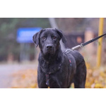 Зорро 3,5 года. ищет семью.