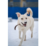 Луна - метис БШО - девочка