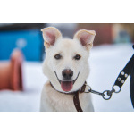 Луна - метис БШО - девочка