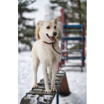 Луна - метис БШО - девочка