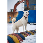 Луна - метис БШО - девочка